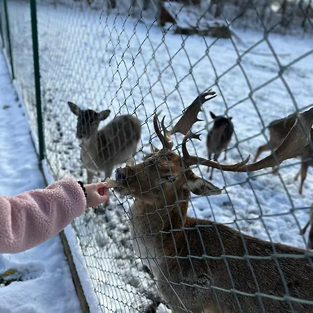 Danci Zatisi Novy Oldrichov